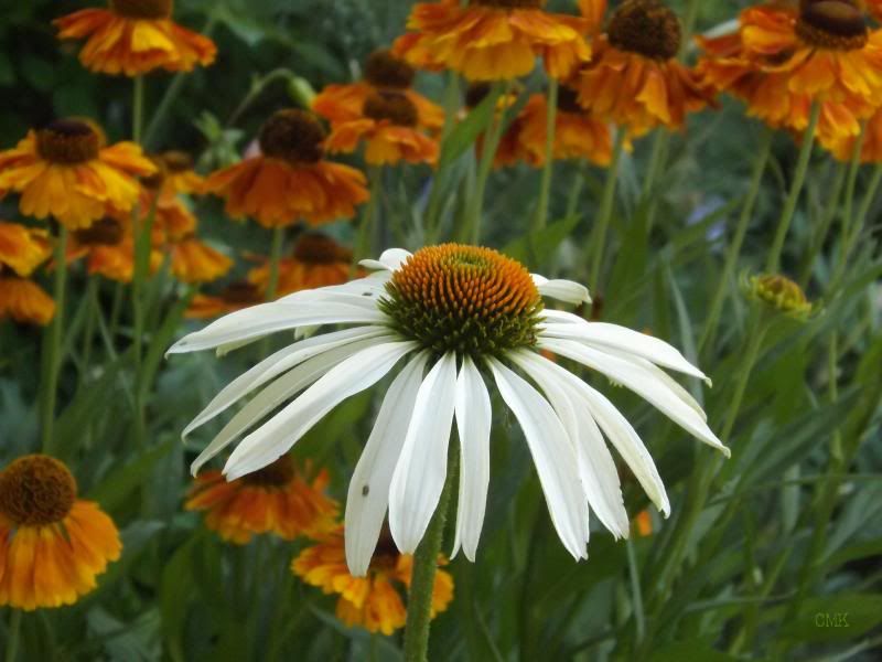 Coneflower & Helenium 'Mardi Gras' photo coneflwhelen_zps28dcef23.jpg